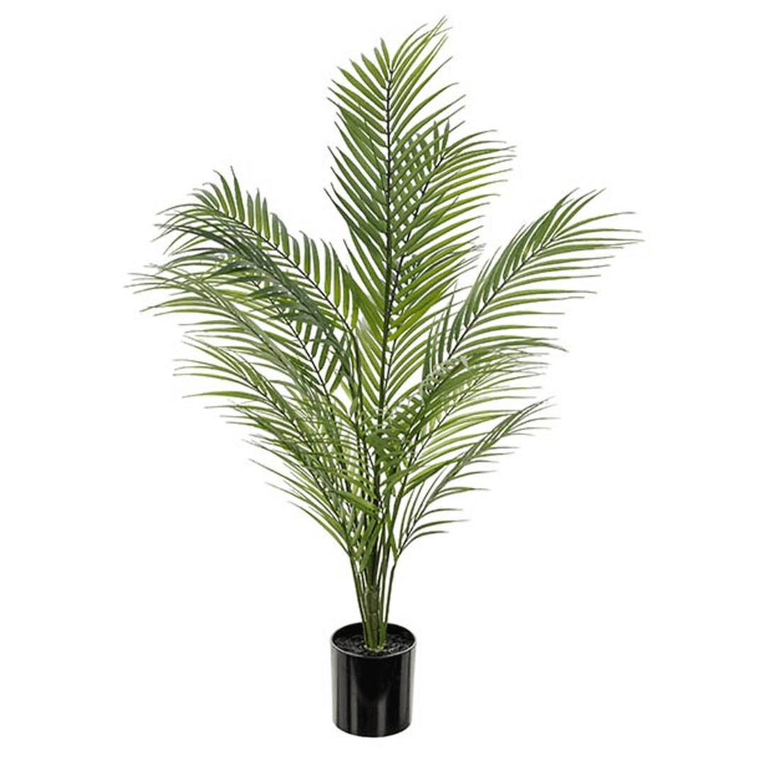 Neanthe Bella Palme